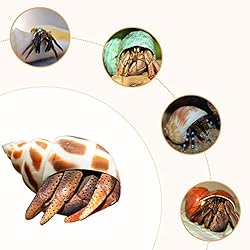 Hermit Crab Shells/Turbo Shells/8Pcs Assorted Turbo