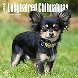 Longhaired Chihuahuas 2018 12 x 12 Inch Monthly Square Wall Calendar, Animals Small Dog Breeds (Multilingual Edition)