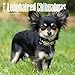 Longhaired Chihuahuas 2018 12 x 12 Inch Monthly Square Wall Calendar, Animals Small Dog Breeds