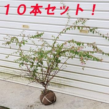 Amazon 桃色の豪華な生垣に出来ます 庭木 アベリア あべりあ エドワードゴーチャ H 約40 50cm 10本セット 植木 Amazon 桃色の豪華な生垣に出来ます 庭木 アベリア あべりあ エドワードゴーチャ H 約40 50cm 10本セット 植木