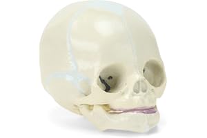 ASINTOD Human Infant Skull Model - Anatomy Baby Skull Model with Movable Mandible and Jaw for Medical Teaching Learning Education Display Tool Life Size