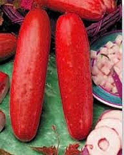 Very Rare Heirloom Organic Red Hmong Cucumber Delicious 30 Seeds