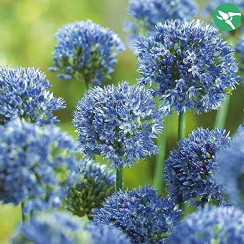 Topark Seeds - 30pcs Exotic Giant Rosebud Seeds (Allium giganteum) Flower Seeds Flower Bulbs Seed Hardy Perennial for Garden Balcony/Patio