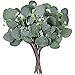 Supla 10 Pcs Artificial Seeded Eucalyptus Leaves Stems Bulk Artificial Silver Dollar Eucalyptus Leaves Plant in Grey Green 11.8