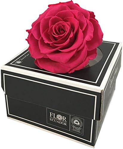 Preserved roses Bonita color magenta