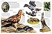 Eyewitness Eagle and Birds of Prey: Discover the World of Birds of Prey―How They Grow, Fly, Live, and Hunt (DK Eyewitness)