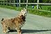 PET CORRECTOR Dog Trainer, 50ml. 4 Pack- Stops Barking, Jumping Up, Place Avoidance, Food Stealing, Dog Fights & Attacks. Help stop unwanted dog behaviour. Easy to use, safe, humane and effective.