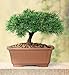 Brussel's Dwarf Mugo Pine Bonsai - Small - (Outdoor)