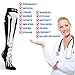 Double Couple Compression Socks for Women Men Flight Travel Nurses (Skull, Large/X-Large (Pack of 2))