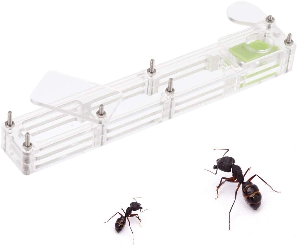 Amazon アリホーム ハウス 蟻 昆虫ケージ アリの巣 昆虫 飼育ケース 巣 蟻 箱 2個セット B Blesiya 飼育ケース ケージ 通販