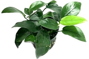 Marcus Fish Tanks - Anubias Barteri Pot Broad Leaf Anubias Easy Live Aquarium Plants Aquatic Plants Buy 2 GET 1