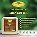 (32 oz) Bulk Raw Shea Butter with RECIPE EBOOK - Perfect for All Your DIY Home Recipes Like Soap Making, Lotion, Shampoo, Lip Balm and Hand Cream - Organic Unrefined Ivory Shea for Soft Skin and Hair