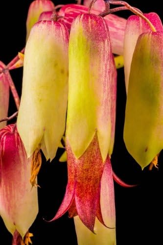 Goethe Plant Bryophyllum Pinnatum Flowers Journal: Take Notes, Write Down Memories in this 150 Page Lined Journal