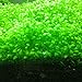 Aquarium Plants Seeds Aquatic Double Leaf Carpet Water Grass, for Fish Tank Rock Lawn Garden Decor
