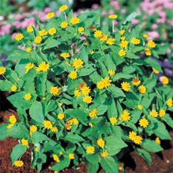 Outsidepride Melampodium Derby - 200 Seeds
