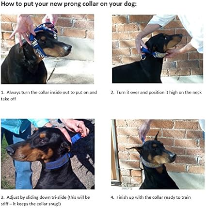 secret powers training collar