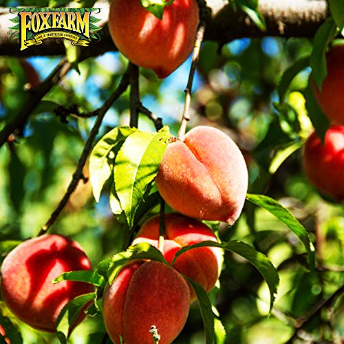 Fox Farm Bush Doctor Coco Loco Potting Soil, Coco Coir Soil Mix for