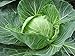 "Late Flat Dutch" Cabbage Seeds, 1000+ Premium Heirloom Seeds,Fantastic Addition to Home Garden!, (Isla's Garden Seeds), Non GMO Organic, 85% Germination, Highest Quality!