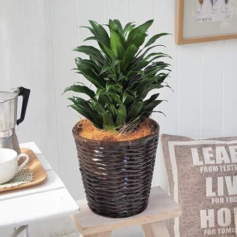 Amazon 日比谷花壇 観葉植物 ドラセナコンパクタ バスケット 観葉植物 オンライン通販