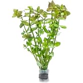 SubstrateSource Live Aquarium Red Stem Plants - Freshwater Aquatic Plant for Fish Tanks, Aquascaping - (Lemon Bacopa Caroliniana, 1 Bunch)