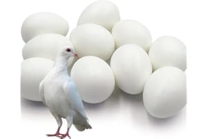 Ecjiuyi 10pcs Solid Plastic Pigeon Eggs Fake Eggs for Racing Pigeons Hatching Supplies
