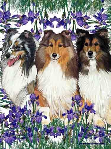 summer garden shelties
