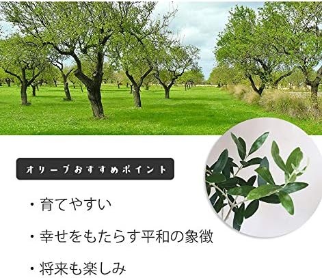 Amazon Co Jp 数年後 実がなるのを夢見て 盆栽 オリーブ オリーヴ の盆栽 万古焼白深鉢 ホーム キッチン