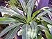 Recao, Culantro, Cilantro ancho, Mexican coriander (Eryngium foetidum) Herb. 200+ Qty Seeds Pack
