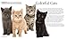 The Cat Selector: How to Choose the Right Cat for You