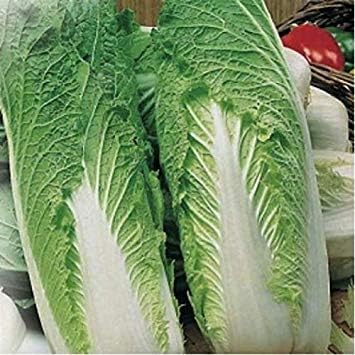 Zoomy far: Chinese Cabbage GRANAAT Seeds (AVG 30-50) Seeds X 6 Packet