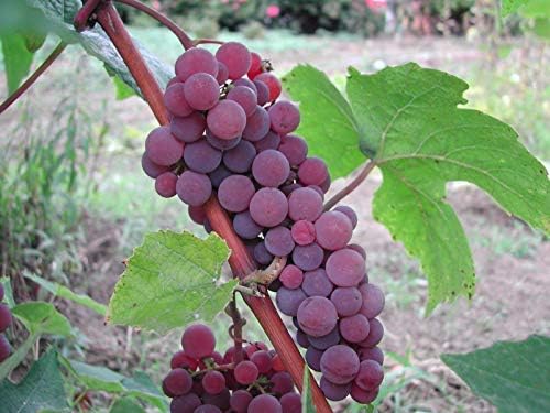 Details About 2 Canadice Grape Plant/Vines - 2 Year Organic Seedless - Combined Shipping