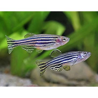 Danio Zebras