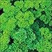 Parsley Triple Curled Great Garden Herb By Seed Kingdom 1,200 Seeds