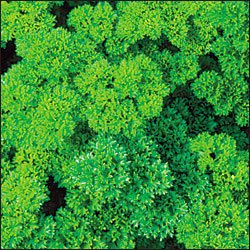 Parsley Triple Curled Great Garden Herb By Seed Kingdom 1,200 Seeds