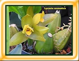 Lycaste Aromatica 2017 Orchid Maya Baron W Tohme - 
