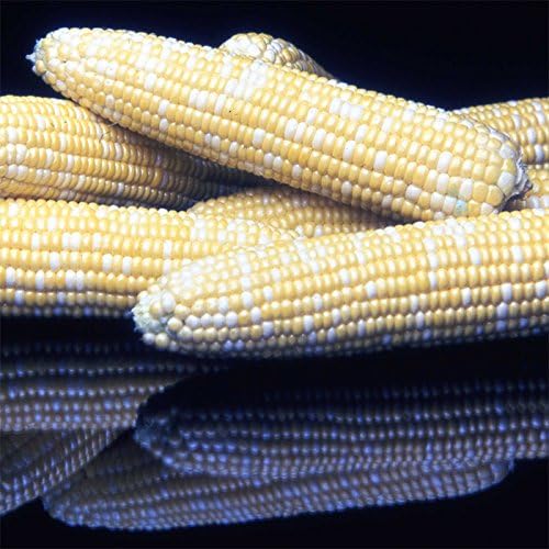 Honey 'n Pearl Hybrid Sweet Corn 150 Seed