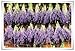 French Dried Lavender Flowers Bunch, Fragrant 100gr