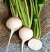 David's Garden Seeds Beet Blankoma D2001 (White) 500 Open Pollinated Seeds