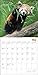 Red Pandas Wall Calendar