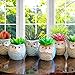 Amaze Owl Assorted Artificial Succulent Plants and Owl Planters | Set Of 6 Mini Faux Plants and Ceramic Pots | Indoor Office Table Decorations| Housewarming Ideas| Living Room Table Shelf Desk Decor