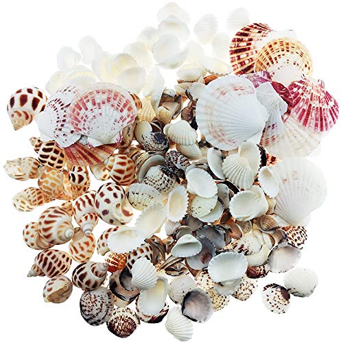 Wankko 300pcs Sea Shells Mixed Ocean Beach Seashells, Various Sizes Natural Seashells for Fish Tank, - //medicalbooks.filipinodoctors.org