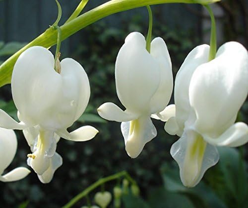 Dicentra Flower - Perennial Herb, Dicentra Spectabilis Flower Plant， Bleeding Heart Seeds, 10PCS (Color : White)