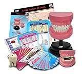 WeGetDone Educational Resource Dentistry (Teeth) Deluxe Demo Model Set. Toy for Learning Everything About The Teeth. Includes Manual, Learning Cards, Certificate, Healthy Food Cards, Stand, etc.