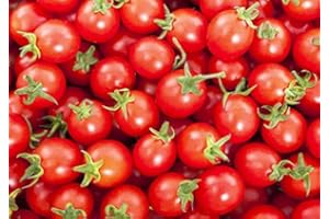 HARLEY SEEDS 30+ Sweetie Cherry a.k.a. Sugar Sweetie Tomato Seeds, Heirloom Non-GMO, Extra Sweet, Heavy-Yielding, Indeterminate, Open-Pollinated, Delicious, from USA