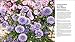The Plant Lover's Guide to Asters