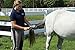Oster Equine Care Series Mane & Tail Horse Brush, Blue (078399-140-001)