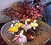 NAVA CHIANGMAI Plumeria Flower Floating Candles 10 Pieces / 1 Set