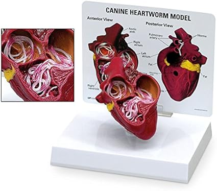 Amazon 米国輸入 犬 フィラリア 犬心臓糸状虫症模型 病理学 キーカード付 Canine Heartworm Model Gpi Anatomicals 人体模型