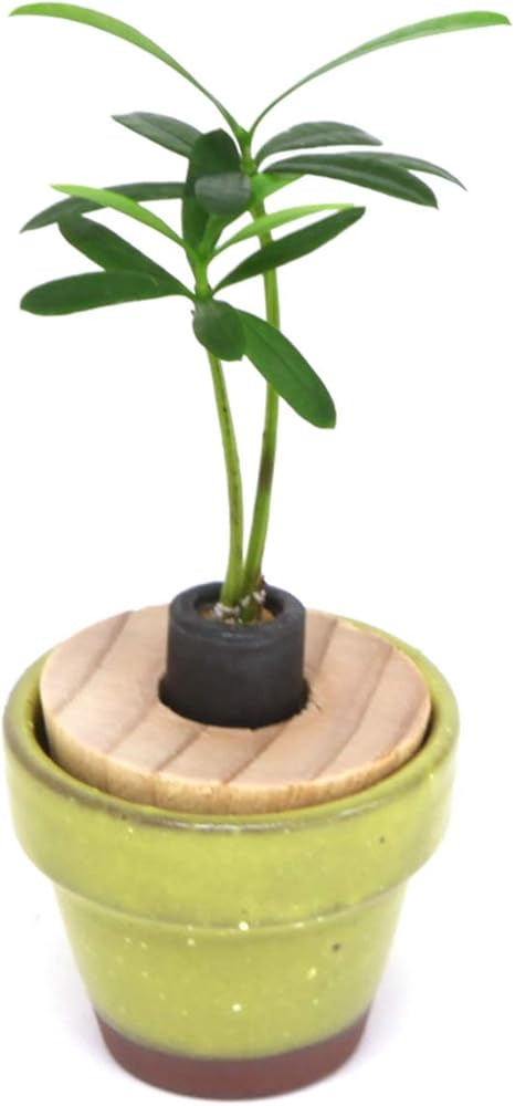 Amazon Co Jp 日本古来の植物 槇 マキ の木 花言葉 慈愛 色あせぬ恋 と うさぎ庵特性 豆鉢 萌黄 土なし 清潔 水やり簡単 セラハイト ホーム キッチン