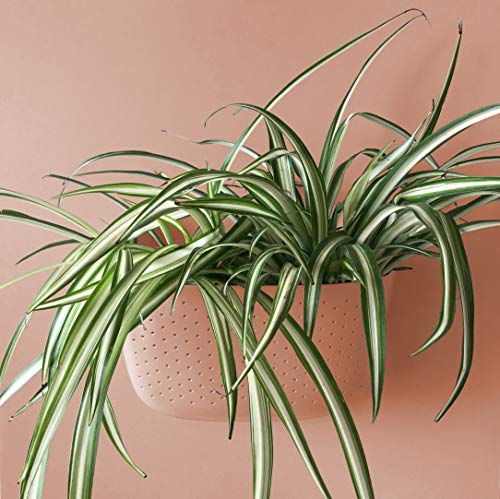 Wally Eco Rose Recycled Living Wall Planter 4 Pack